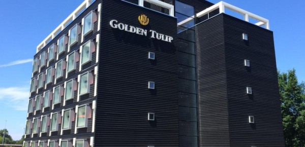 Golden-Tulp